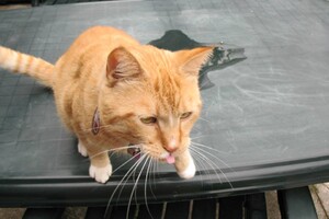 Landar, rode Europese kater