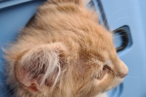 Clémentine (poes): het begin