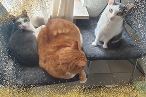 Onze langharige katten
