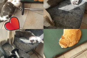 Onze langharige katten