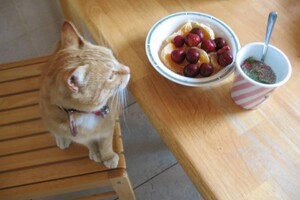 Landar, rode Europese kater