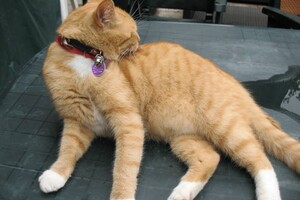 Landar, rode Europese kater