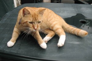 Landar, rode Europese kater