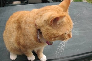 Landar, rode Europese kater