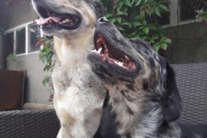 Izzy Bella Donna: Onze roedel