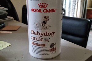 Flynn (Border Collie)