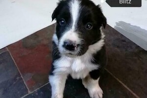 Flynn (Border Collie)