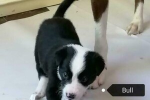 Flynn (Border Collie)