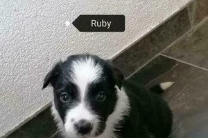 Flynn (Border Collie)