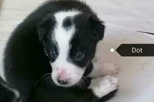 Flynn (Border Collie)