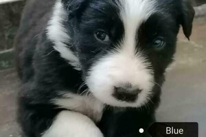 Flynn (Border Collie)