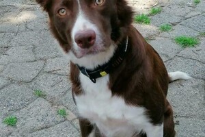 Flynn (Border Collie)
