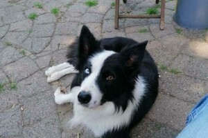 Flynn (Border Collie)