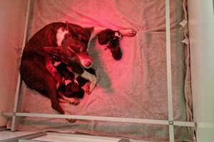 Flynn (Border Collie)