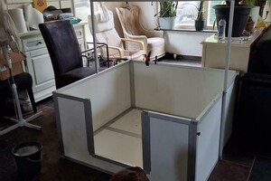 Flynn (Border Collie)