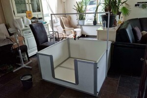 Flynn (Border Collie)