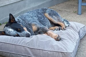 6 juni: genieten Ava Kira