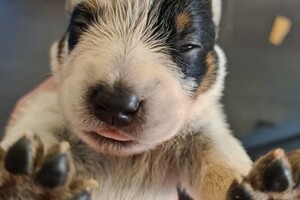 Ogen zijn al een beetje open