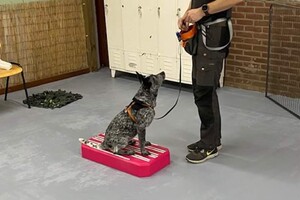 24 juli Puppy training met Harry