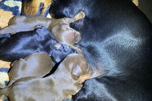 Cato moeder met nest 31 augustus 2021