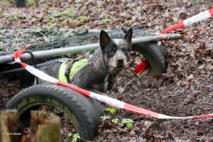 Yada: hondenschool jaar 2022