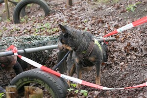 Yada: hondenschool jaar 2022