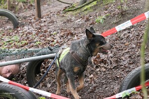 Yada: hondenschool jaar 2022