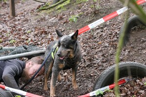 Yada: hondenschool jaar 2022