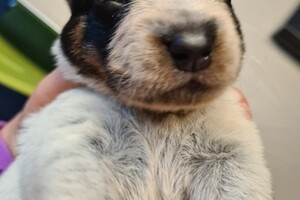 Ogen zijn al een beetje open