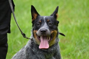 Izzy en Vida: hondenschool