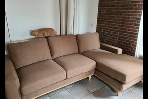 Hayco (kater): het begin 12 mei 2021