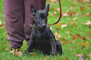 Bucky: eerste hondencurcus 