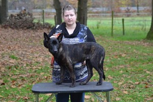 Hondenschool: Sint en Piet