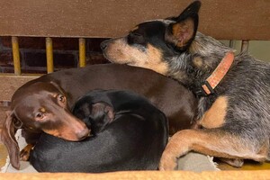 Abby Lavie: Mijn roedel