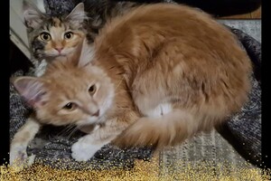 Clémentine 28 maart- 2 mei 2021