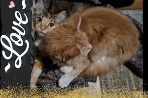 Clémentine 28 maart- 2 mei 2021