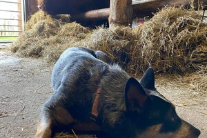 (8 februari) Abby Lavie: ik ben loops