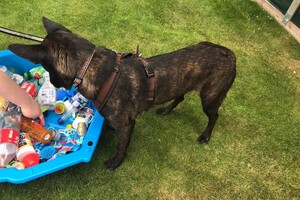 Bucky: fitness en coördinatie, detectie