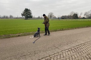 Silver, Yada en Bucky: trainen met Harry