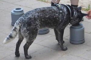 Silver en Bucky: Detectie