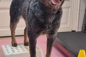 Vida en Izzy: fitness les