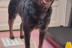 Vida: hondenschool jaar 2022