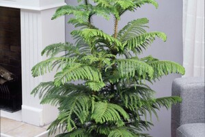 Plant als kerstboom