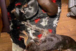 Cato (Kaninchen teckel korthaar)