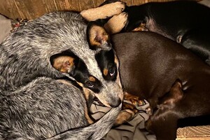 17 maart: Fiep en Cato