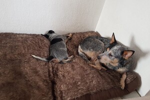 Australian cattle dogs