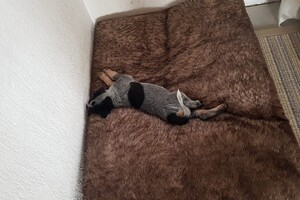 Australian cattle dogs