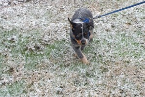 Hondentuigje/halsband 