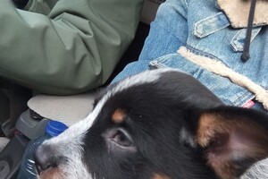 Ligt rustig op mijn schoot