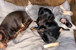 Nu even uitrusten, morgen gaan we naar de duinen! Spannend!